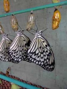 éclosoir à papillon - serre à papillons