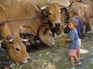 Enfants et vaches à la ferme