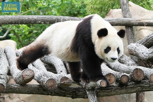 panda zoo de Beauval