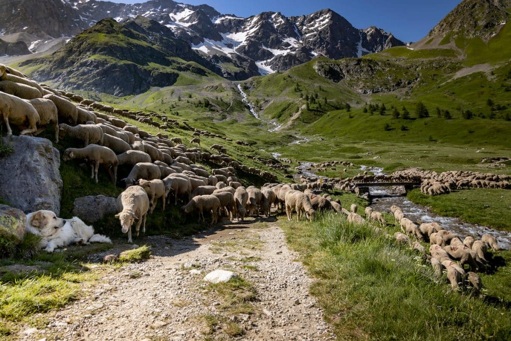 Troupeau de moutons en transhumance dans les Alpes françaises.