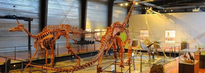 Squelettes de Dinosaures