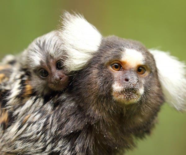 Animaux au domaine de Pescheray