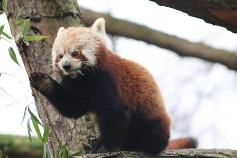 Animal au zoo de Lille